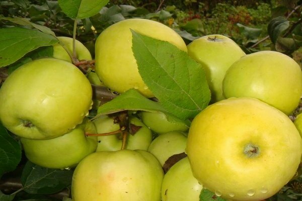 Белоснежка яблоня. Сорт яблони «Юнга»: характеристика, плюсы и минусы