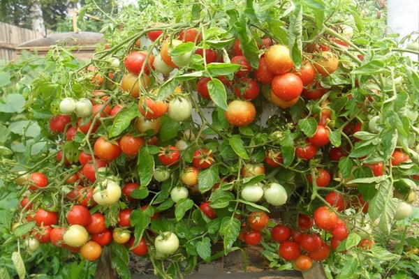 томаты начали жировать