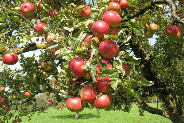 Яблоня сколько лет живет дерево