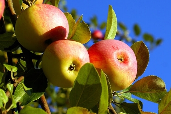 Зимостойкие сорта яблонь