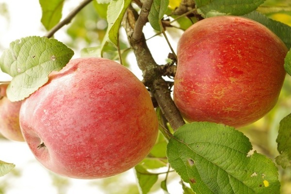 Самые зимостойкие сорта яблонь