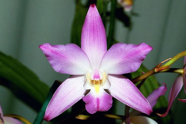 орхидея лелия
