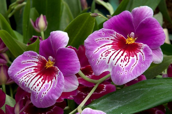 орхидея мильтония 