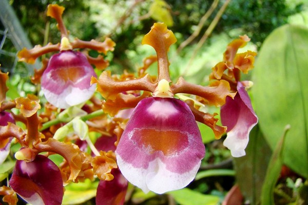 орхидея онцидиум