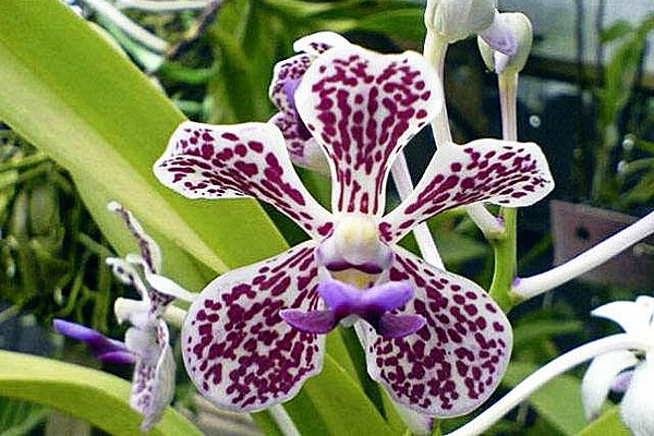 орхидея ванда фото