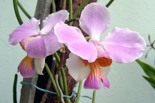 орхидея ванда фото