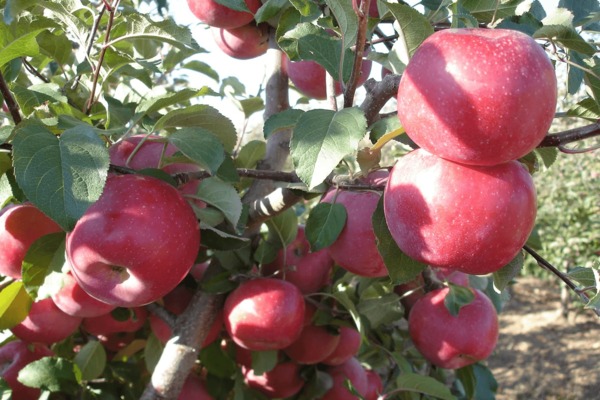 Фуджи яблоня: описание