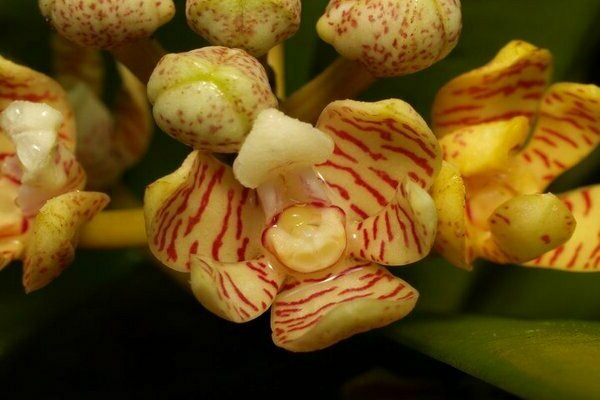 орхидея Акампа фото