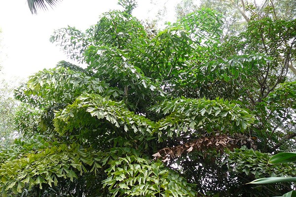 пальма кариота 