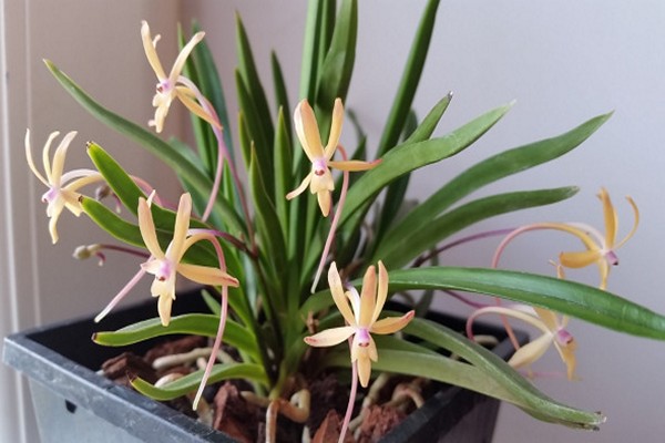 орхидея неофинетия
