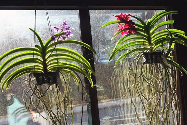 орхидея ванда уход +в домашних