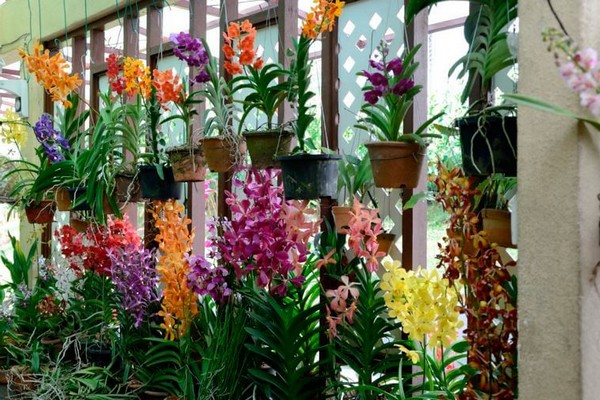 орхидея ванда уход +в домашних