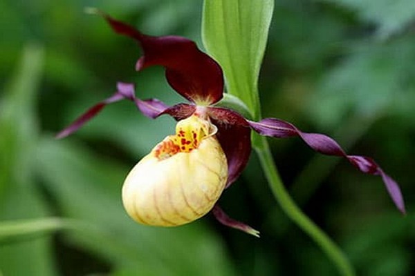 орхидеи венерин башмачок