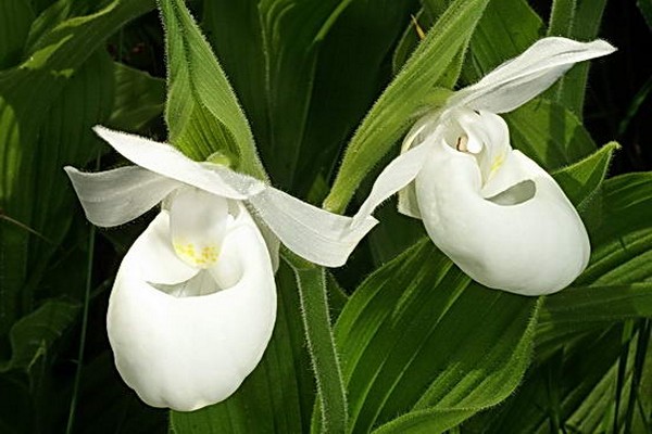 орхидеи венерин башмачок