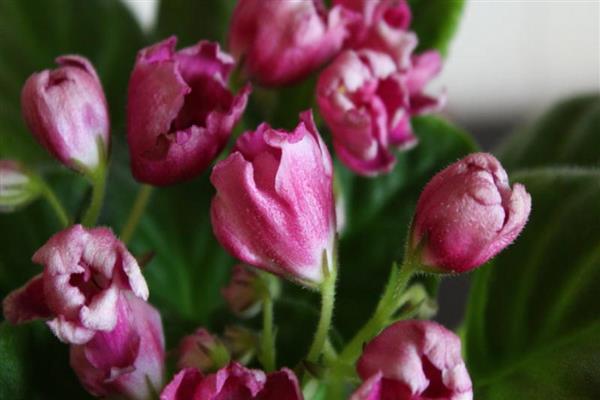Тюльпан фейри клаб фото и описание