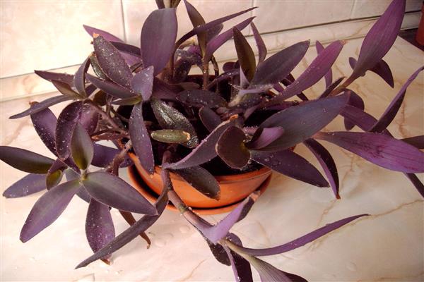Сеткреазия пурпурная — фиолетовый изыск