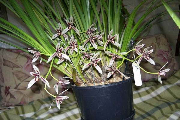 орхидея цимбидиум