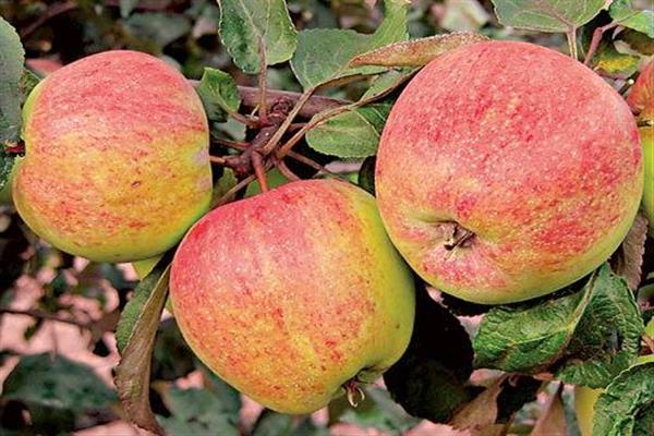Яблоня «Черкасское урожайное» фото