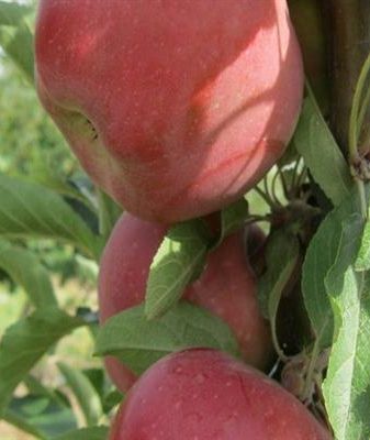 Яблоня Красная Горка — описание сорта, фото, отзывы