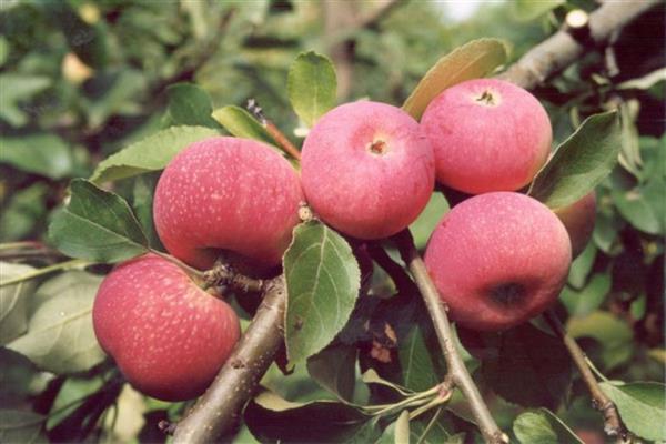 Яблоня Красная Горка — описание сорта, фото, отзывы