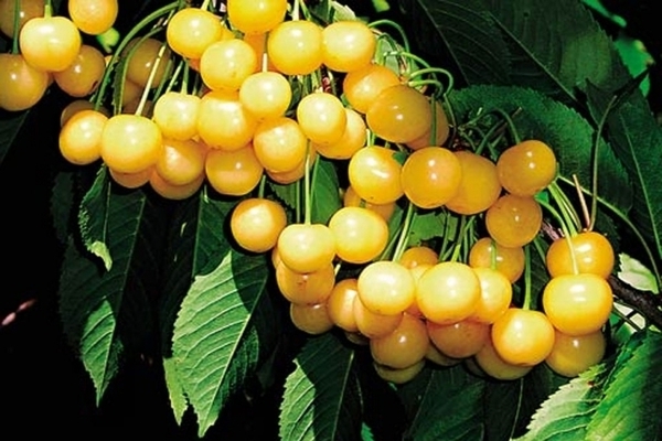 Черешня Дрогана Желтая: выращивание сорта, описание, опылители