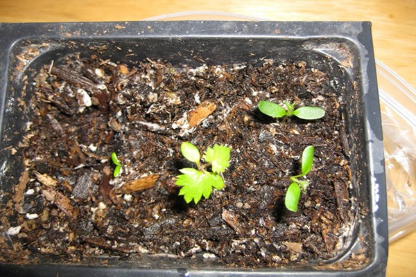 ежевика + выращивание семян