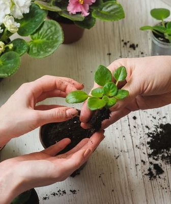 Как правильно посадить фиалку в домашних условиях: как выращивать и ухаживать за растением, видео