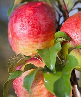Описание сорта яблони Мельба — особенности, правила посадки и ухода, сбор урожая фото