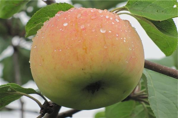 Яблоня «Поливитаминное» фото