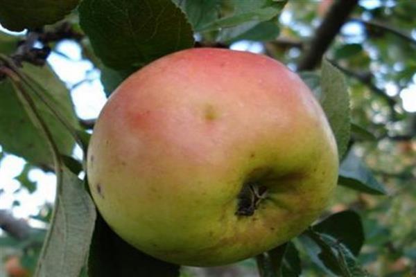 Яблоня «Ренет окрашенный» фото
