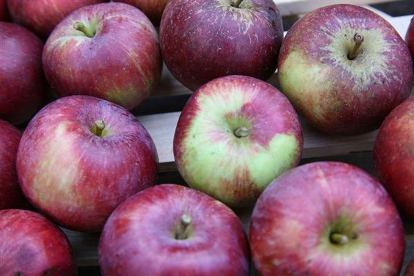 Описание сорта яблони Спартан — особенности, правила посадки и ухода, сбор урожая + фото