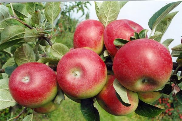Яблоня «Макинтош» фото