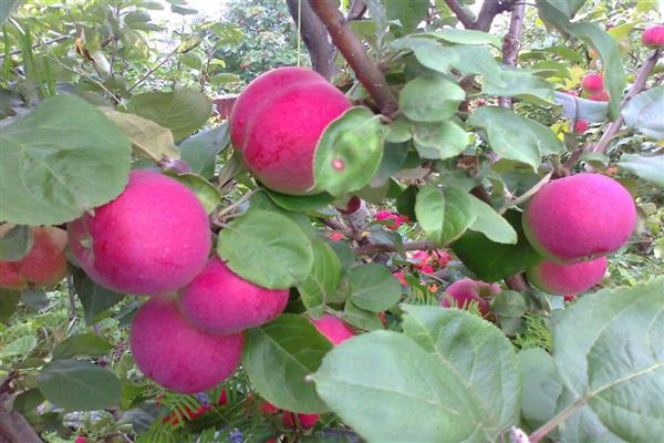 YAblonya-Orlik-4 Орлик | Яблоня | Плодовые | Магазин