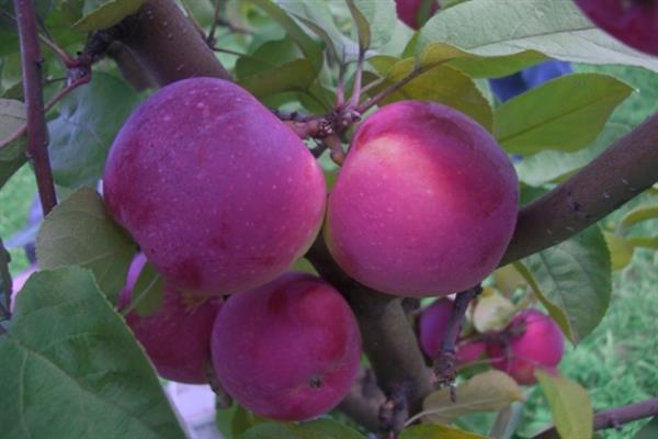YAblonya-Orlik-6 Орлик | Яблоня | Плодовые | Магазин
