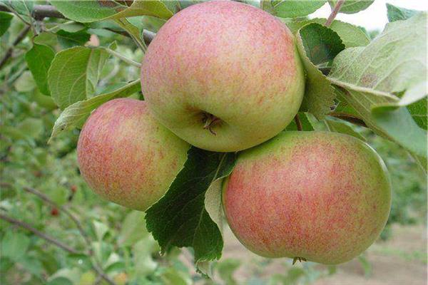 Яблоня «Здоровье» фото