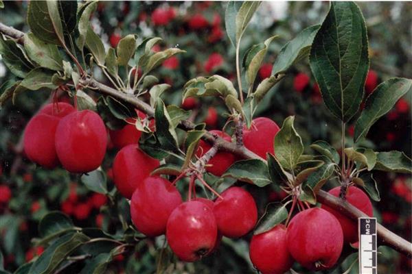 Яблоня «Алтайское багряное» фото