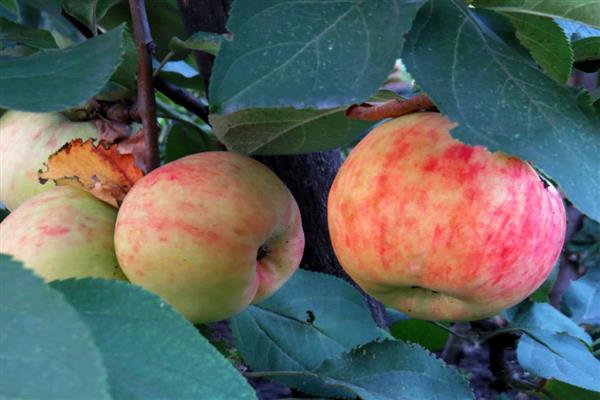 Яблоня «Боровинка» фото