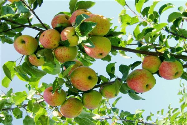 Яблоня «Боровинка» фото